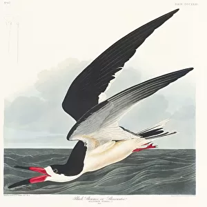 Black Skimmer From Birds of America (1827)