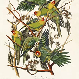 Carolina Parrot From Birds of America (1827)