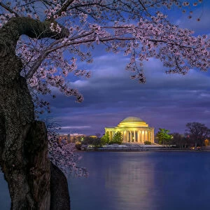 Cherry blossoms around the Jefferson Memorial