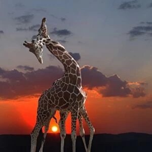 girafes at sunset