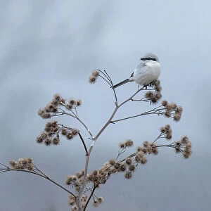 Shrikes Related Images