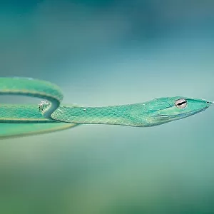 Whip Snake
