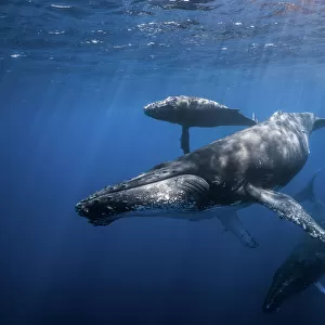 Humpback whale family