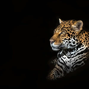 Jaguar Portrait