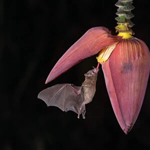 Orange Nectar Bat