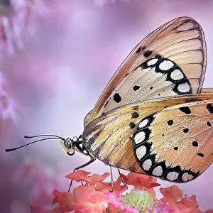 The Love of Butterflies