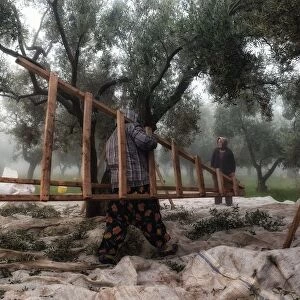 Olive Workers 1