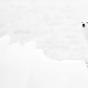 Polar bear in b&w