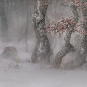 Trees in the blizzard