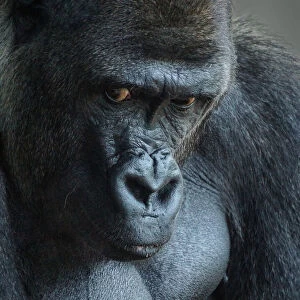 Unhappy Gorilla