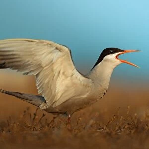 white-cheeked tern