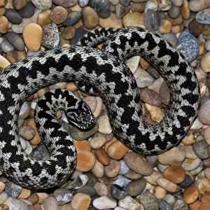 Viper Adder Related Images