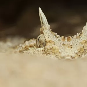 Horned Desert Viper