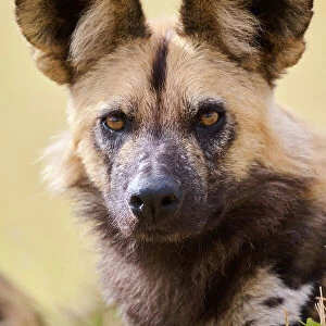 African wild dog (Lycaon pictus) head portrait, Okavango Delta, Northern Botswana, Africa