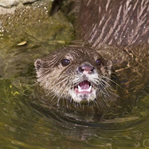 Asian / Oriental short-clawed otter (Aonyx cinerea) looking out of water with mouth open