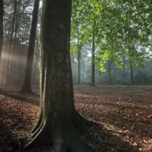 Beech wood (Fagus sylvatica) Peerdsbos, Brasschaat, Belgium