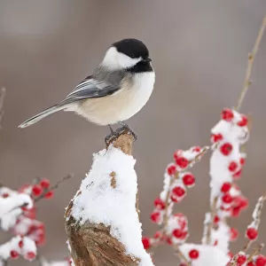 Black-capped Chickadee (Poecile atricapillus) perched on snow-covered stump amid winterberry