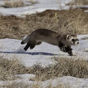 Black-footed ferret (Mustela nigripes) running in the snow as it goes from one prairie