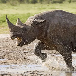 Black rhinoceros {Diceros bicornis} charging with mouth open, Etosha national park