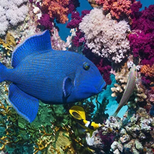 Blue triggerfish (Pseudobalistes fuscus) Egypt, Red Sea