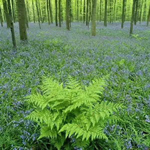 Bluebells {Hyacinthoides non-scripta} flowering with broad buckler fern in Beech forest