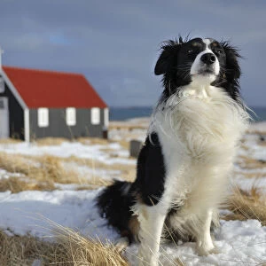 Border collie dog sitting with the church at Bjarnarhofn in background, Snaefellsness Peninsula
