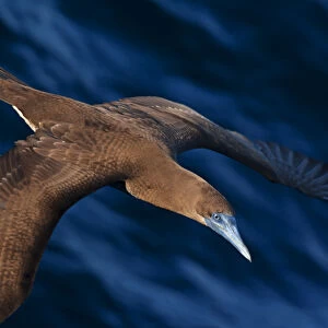 Brown booby (Sula leucogaster) flying over San Pedro Martir Island Protected Area