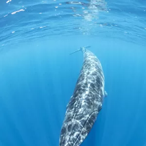 Brydes Whale