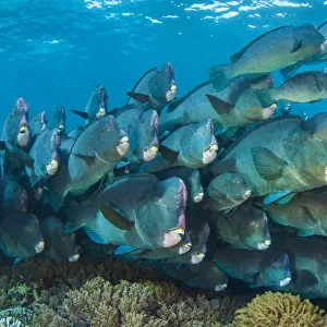 Bumphead parrotfish (Bolbometopon muricatum) gather at dawn on a shallow coral reef