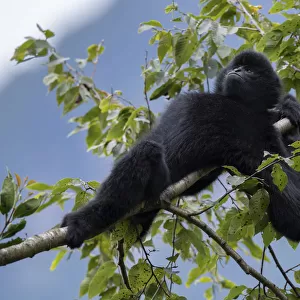 Central Yunnan black crested gibbon (Nomascus concolor jingdongensis), alpha male lounging in tree