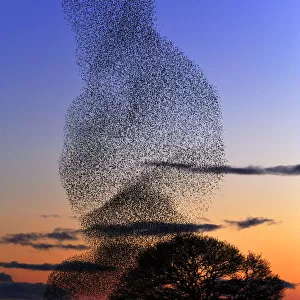 Common starling (Sturnus vulgaris) flock at dusk engaging in pre-roost display, Dumfries-shire