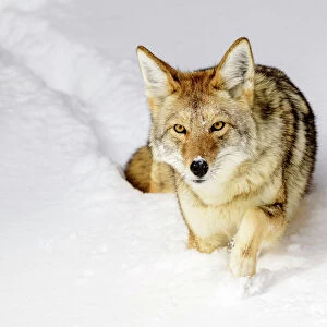 Coyote (Canis latrans) walking through deep winter snow