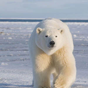 Curious subadult Polar bear (Ursus maritimus) tagged 300-400 lb