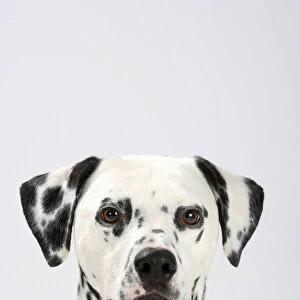 Dalmatian, head portrait, male aged 4 years