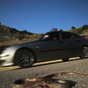 Dead snake on a road, probably a Balkan whip snake (Hierophis gemonensis) or a Western whip snake