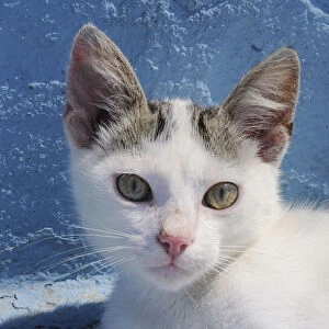 Domestic cat (Felis catus) kitten head portrait. Kokkari harbour, Samos, Eastern Sporades