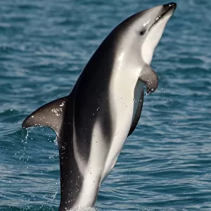 Dusky dolphin {Lagenorhynchus obscurus} leaping at surface, Kaikoura, South Island