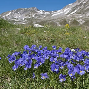 Eugenias Violet (Viola eugeniaea) in flower, blue form, Campo Imperatore, Gran Sasso