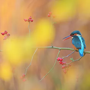 Eurasian kingfisher (Alcedo atthis) perched on branch in autumn, Sierra de Grazalema Natural Park, southern Spain. November