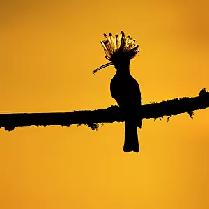 European Hoopoe (Upupa epops) silhouetted at sunset, with prey in beak. Vendee, France, May