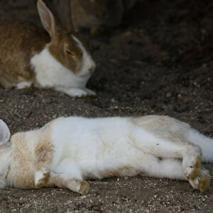Feral domestic rabbit (Oryctolagus cuniculus) lying on its side whilst sleeping, Okunojima Island