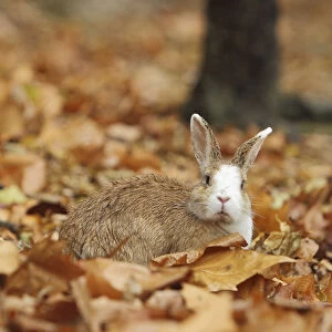 Feral domestic rabbit (Oryctolagus cuniculus) among dead leaves, Okunojima Island
