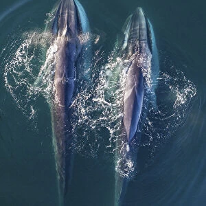 Fin whale (Balaenoptera physalus), two feeding, aerial view. Baja California, Mexico
