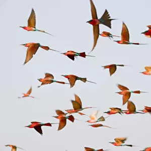 Flock of Southern carmine bee-eaters (Merops nubicoides