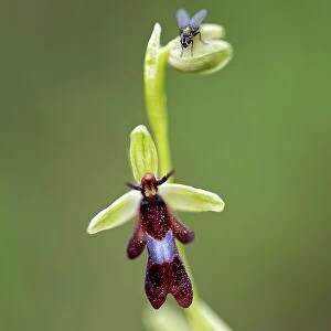 Fly orchid (Ophrys insectifera) in flower with resting fly, Lorraine, France. June