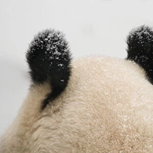 Giant panda (Ailuropoda melanoleuca) rear view of top of head and ears, in the snow