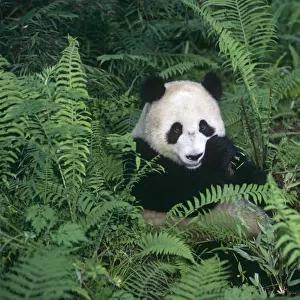 Giant panda {Ailuropoda melanoleuca} Wolong Nature Reserve, Sichuan, China