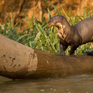 Giant River Otter (Pteronura brasiliensis) playing on falling log, in the Pantanal NP