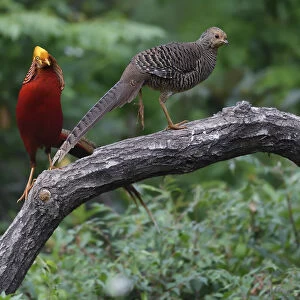Golden pheasant (Chrysolophus pictus) male and female, Yangxian nature reserve, Shaanxi