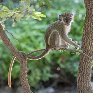 Green monkey (Chlorocebus sabaeus) juvenile sitting in tree. Janjanbureh, Gambia